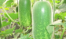 今日吃瓜爆料全集 吃瓜炸裂 今日吃瓜--今日大赛,大赛风云，炸裂揭秘